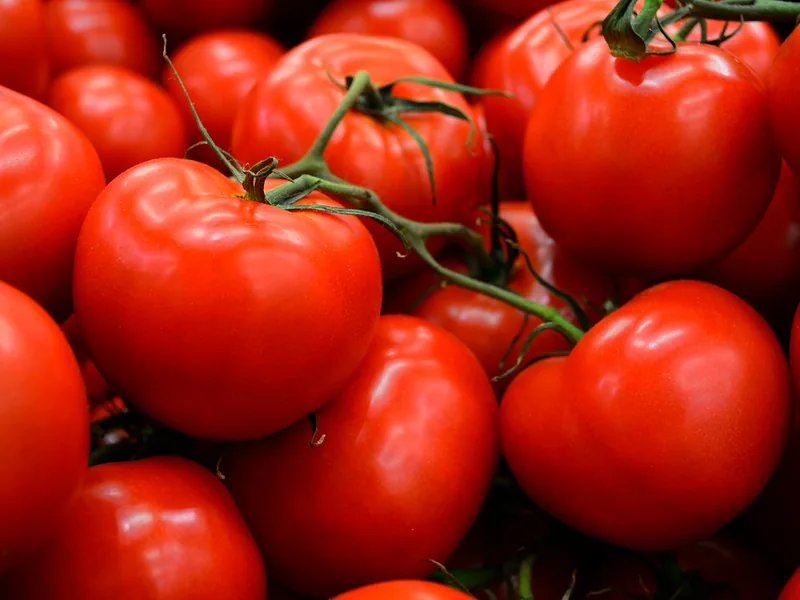 Strauchtomaten